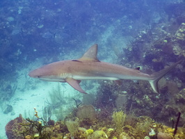 11 Caribean Reef Shark IMG 4737