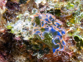 13 Lettuceleaf Sea Slug IMG 4742