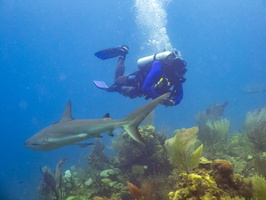 18 John and Carribbean Reef Shark  IMG 4751