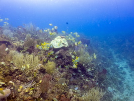 21 School of Fish on Reef IMG 4754