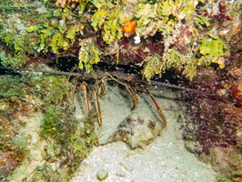 22 Spiny Lobster IMG 4757