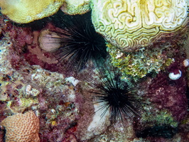 28 Spiny Urchins IMG 4771