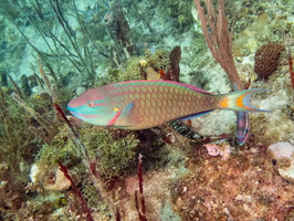 32 Stoplight Parrotfish IMG 4781