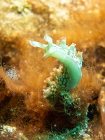 36 Lettuceleaf Sea Slug IMG 4793