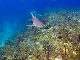 38 Caribbean Reef Shark IMG 4797