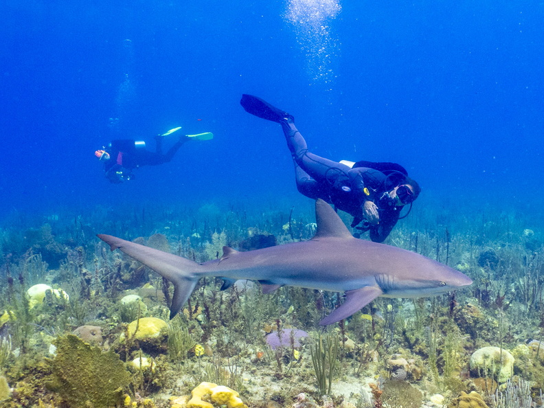 39 .Shannon and Dave with Carribbean Reef  Shark_.jpg