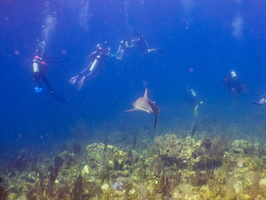 40 Divvers with Caribbeam Reef Shark IMG 4800