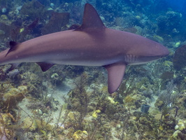 46 Caribbean Reef Shark IMG 4806