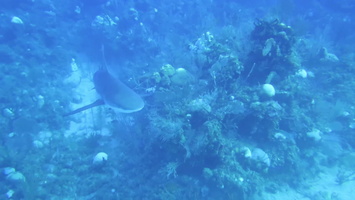 4 Caribbean Reef Shark MVI 3653