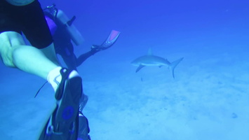 5 Caribbean Reef Shark MVI 3654