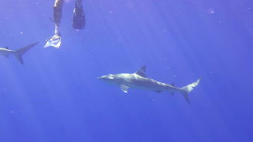 89 Diver Caribbean Reef Sharks MVI 4415