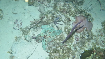 117 Caribbean Reef Octopus  MVI 3732