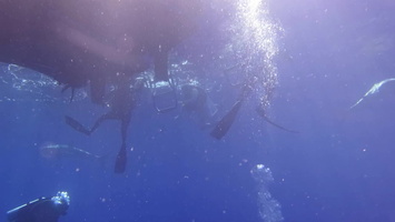 85 Divers and Sharks MVI 3797