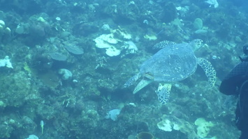 95 Hawksbill Sea Turtle MVI 3823