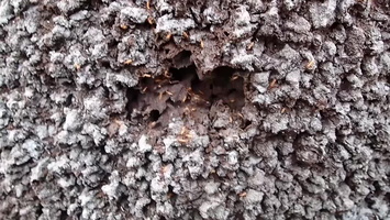 38 Termites PB022035