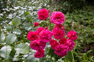 21 IMG 3240