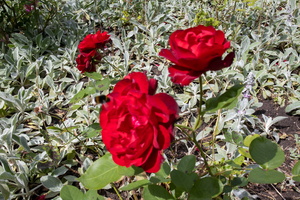22 IMG 3241