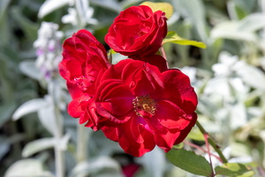 24 IMG 3248