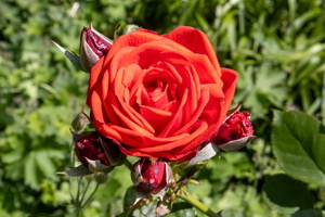 29 IMG 3254
