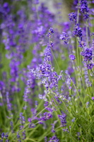 32 IMG 3258