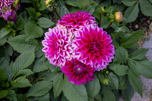 39 IMG 3267
