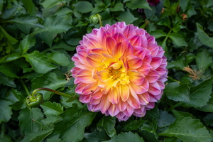 40 IMG 3268