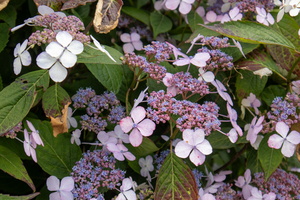 42 IMG 3270
