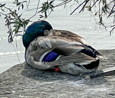 44 IMG 2353