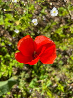 23 IMG 2721