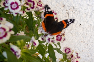 40 IMG 3977