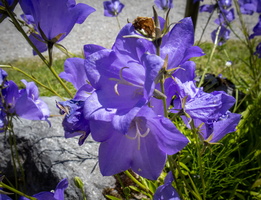 41 IMG 3979