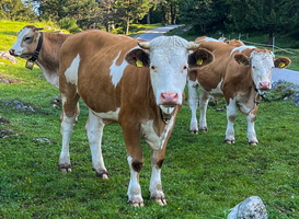 44 IMG 2836