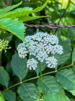 5 6 IMG 2728