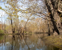 4-27-24 Great Swamp at Green Chimneys