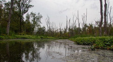 7-25-24 Great Swamp at Paterson