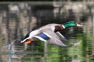 5-11-24 Wappingers Lake