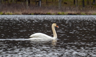 4-20-24 Chodakiee Lake