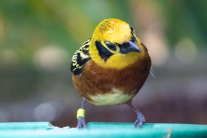 1 Dallas Aquarium Thursday