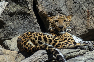 2 Fort Worth Zoo Friday