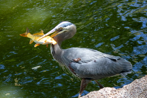 4 Forth Worth Botanical Gardens Sunday