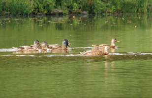 8 IMG 4487
