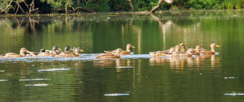 9 IMG 4490