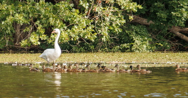 11 IMG 4499