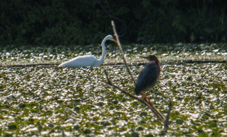17 IMG 4537