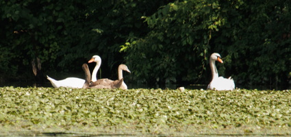 21 IMG 4550