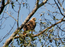 23 IMG 4563