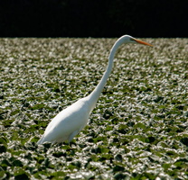 25 IMG 4578