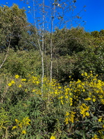 IMG 3874