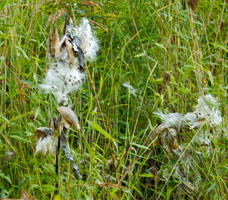 14 IMG 4742