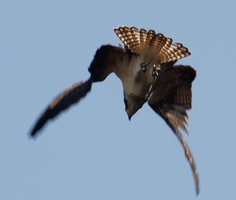 26 IMG 4747